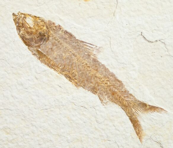 Knightia Fossil Fish - Wyoming #10902